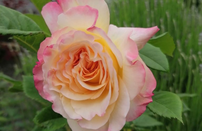 eine rosa-weiße Rose mit geschichteten Blütenblättern und grünen Blättern im Hintergrund