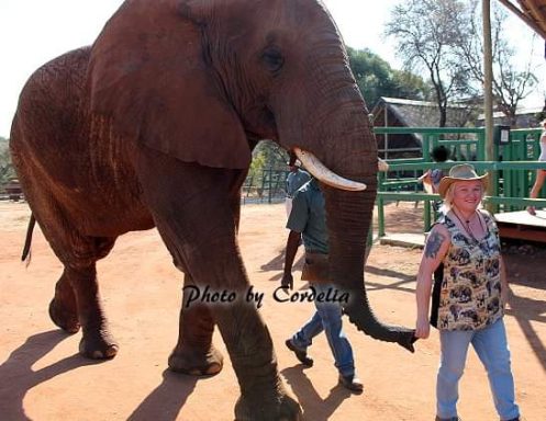 Ein Elefant geht neben einem Mann und einer Frau, die ihn freundlich begleitet.