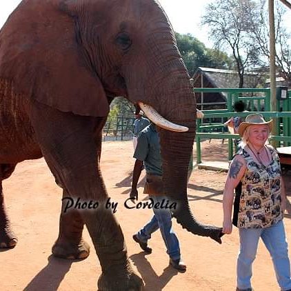 Ein Elefant geht nah an mit Personen, eine Frau führt ihn am Rüssel haltend. Diese Frau ist Vita Cordelia 