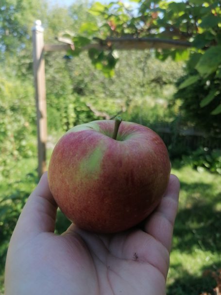 Rote, glänzende Apfel in einer Hand, Hintergrund mit grünen Pflanzen.