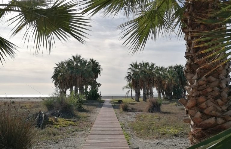 Ein Holzeeg führt durch Palmen zu einem ruhigen Strand 