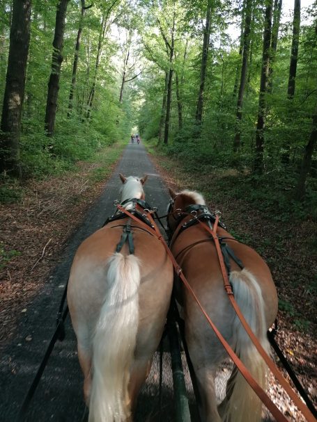 Ausflüge Zwei Pferde mit Geschirr stehen auf einem Waldweg, umgeben von Bäumen.