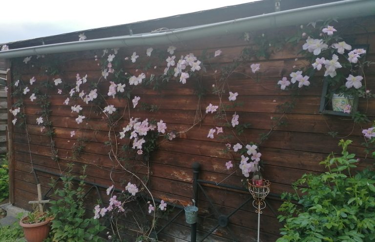 Holzfassade mit blühenden, rosa Blumen und grüner Pflanzenumgebung.