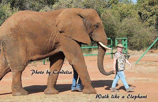 Ein Elefant geht mit einer Frau spazieren, die den Elefant am Rüssel führt